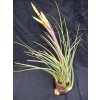 Tillandsia tricolor var. melanocrater (střední)