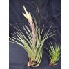 Tillandsia tricolor var. melanocrater (střední)