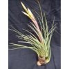 Tillandsia tricolor var. melanocrater (střední)