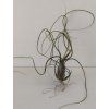 Tillandsia butzii
