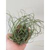 Tillandsia butzii (trs)