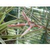 Tillandsia butzii (trs)