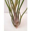 Tillandsia butzii (trs)