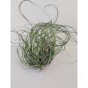 Tillandsia butzii (trs)