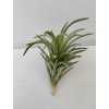 Tillandsia neglecta