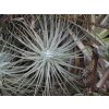 Tillandsia magnusiana