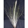 Tillandsia juncea
