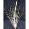 Tillandsia juncea