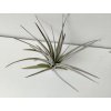 Tillandsia jucunda