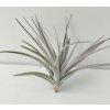Tillandsia jucunda