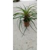 Tillandsia cyanea