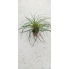 Tillandsia cyanea
