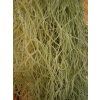 Tillandsia usneoides #2 (100-110cm)