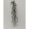 Tillandsia usneoides #3 (80cm)
