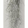 Tillandsia usneoides #3 (80cm)
