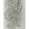 Tillandsia usneoides #4
