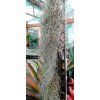 Tillandsia usneoides f. středně hrubá