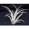 Tillandsia capitata (malá)