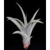 Tillandsia capitata (střední)
