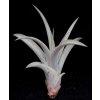Tillandsia capitata (střední)
