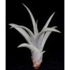 Tillandsia capitata (střední)