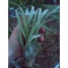 Tillandsia capitata (velká)