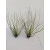 Tillandsia festucoides