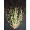Tillandsia festucoides