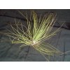 Tillandsia festucoides