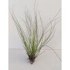 Tillandsia festucoides