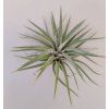 Tillandsia plagiotropica