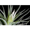 Tillandsia plagiotropica