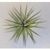 Tillandsia plagiotropica
