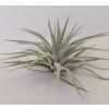 Tillandsia plagiotropica