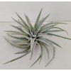 Tillandsia didisticha