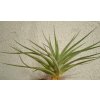 Tillandsia didisticha