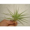 Tillandsia didisticha