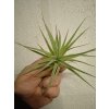 Tillandsia didisticha