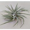 Tillandsia didisticha