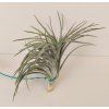 Tillandsia stricta 'straight'