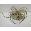 Tillandsia streptophylla (střední)