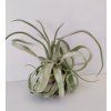 Tillandsia streptophylla