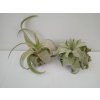 Tillandsia streptophylla (střední)