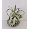 Tillandsia streptophylla