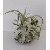 Tillandsia streptophylla