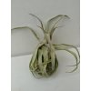 Tillandsia streptophylla (malá)