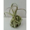 Tillandsia streptophylla (malá)