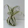 Tillandsia streptophylla (velká)