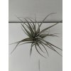 Tillandsia aeranthos