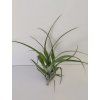 Tillandsia elongata